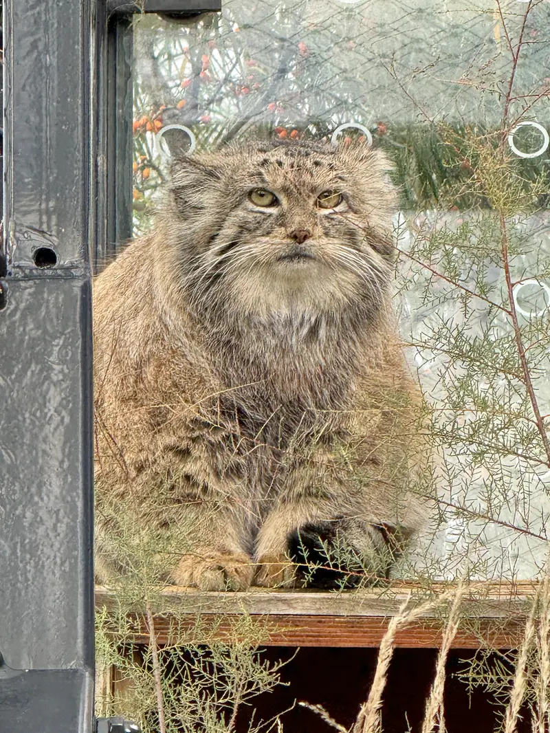 A photograph of Spay in Prague Zoo