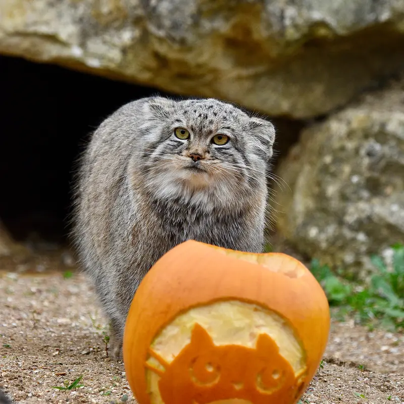 A photograph of Kharaa in Port Lympne Wild Animal Park