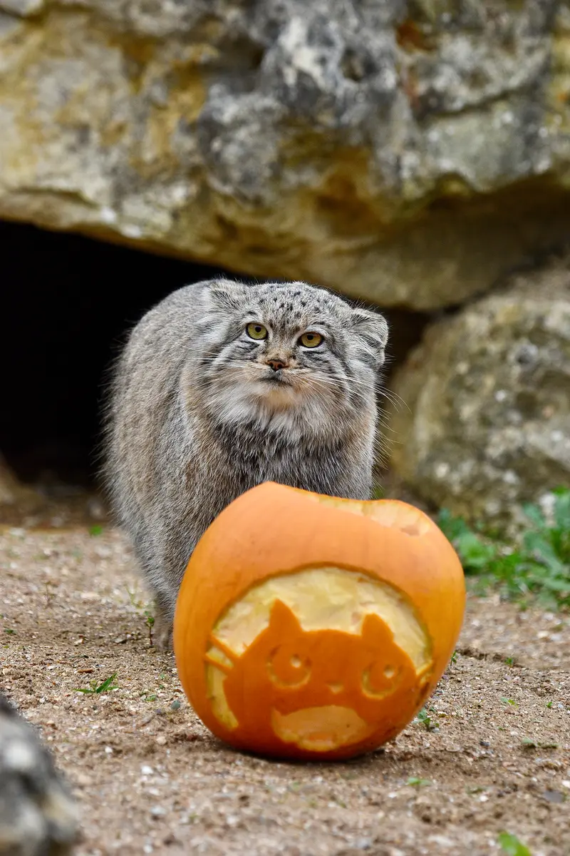 A photograph of Kharaa in Port Lympne Wild Animal Park
