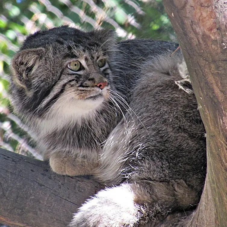A photograph of a Pallas's cat in Novosibirsk Zoo