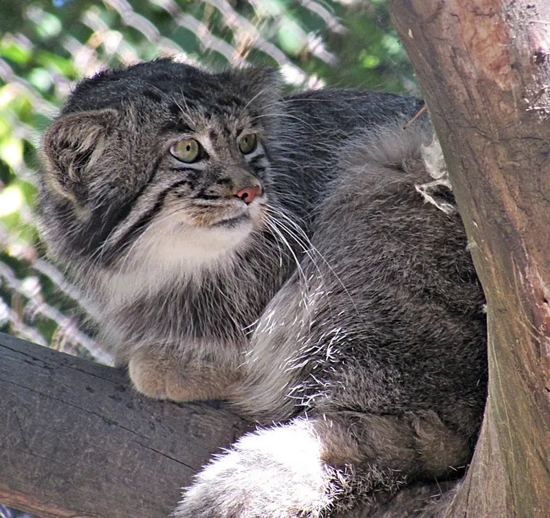 A photograph of a Pallas's cat in Novosibirsk Zoo