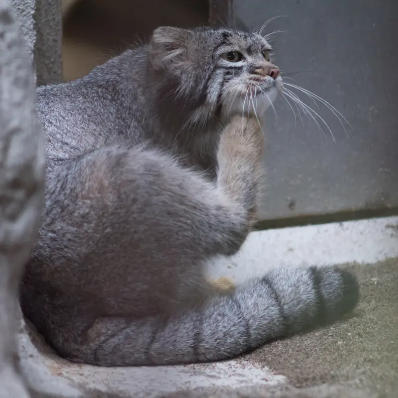 A photograph of Figa in Nogeyama Zoo