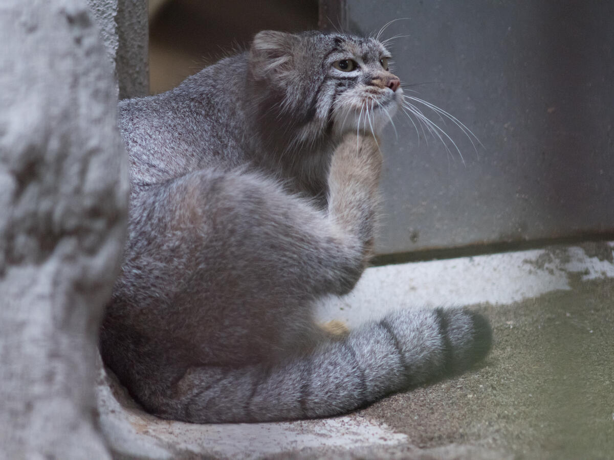 A Photograph Of Figa In Nogeyama Zoo Manulization Pallas s Cats a-photograph-of-figa-in-nogeyama-zoo-manulization-pallas-s-cats