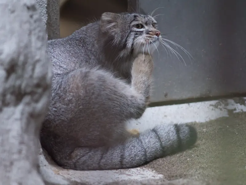 A photograph of Figa in Nogeyama Zoo