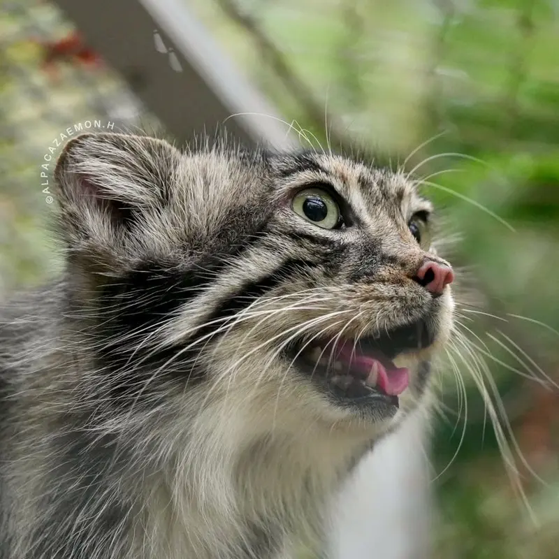A photograph of Az in Kobe Animal Kingdom