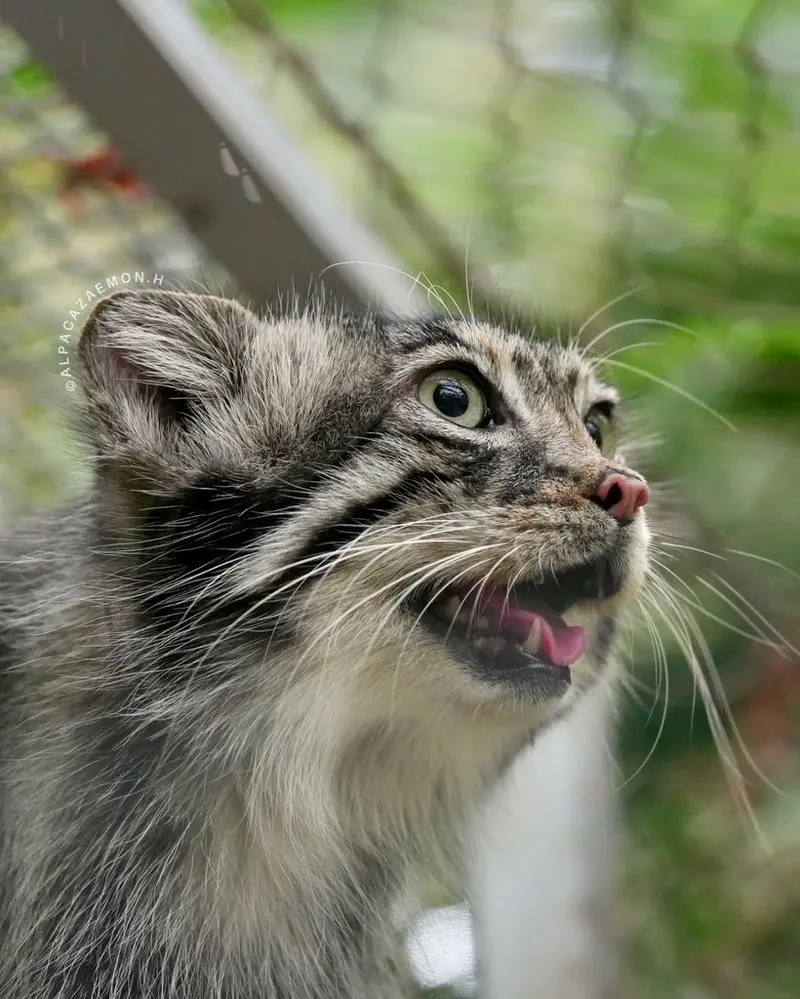 A photograph of Az in Kobe Animal Kingdom