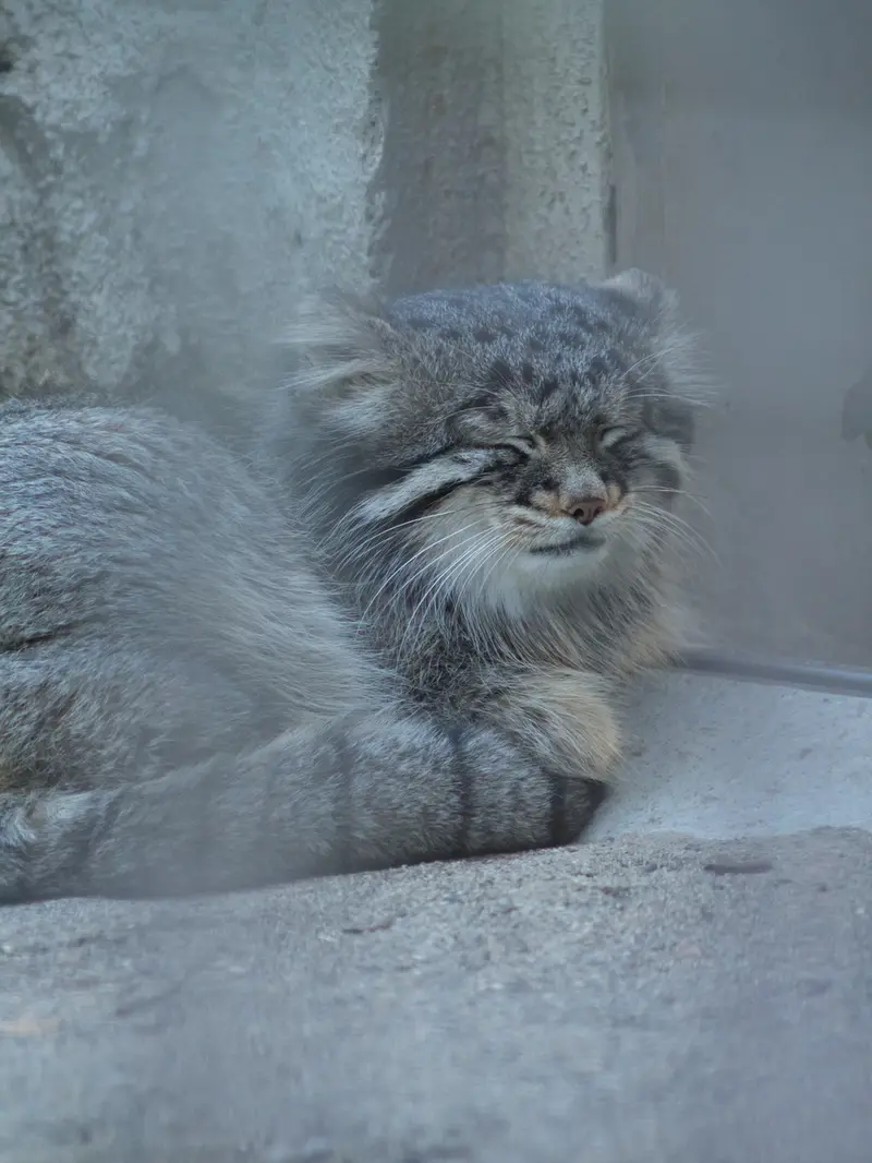 A photograph of Figa in Nogeyama Zoo