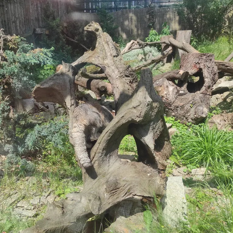 A photograph of Zarina in Wrocław Zoo
