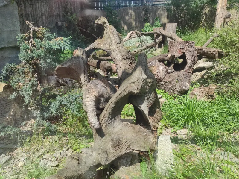 A photograph of Zarina in Wrocław Zoo