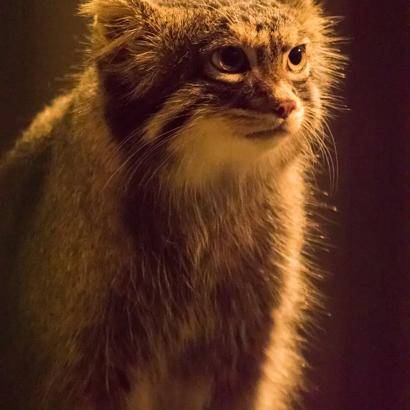 A photograph of Figa in Nogeyama Zoo