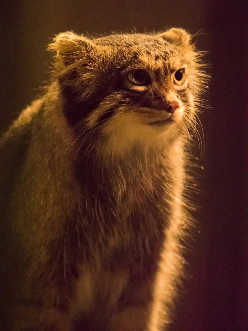A photograph of Figa in Nogeyama Zoo