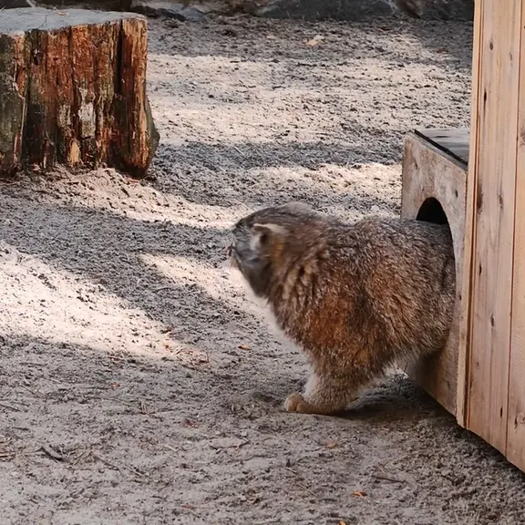 A photograph of a Pallas's cat in Novosibirsk Zoo