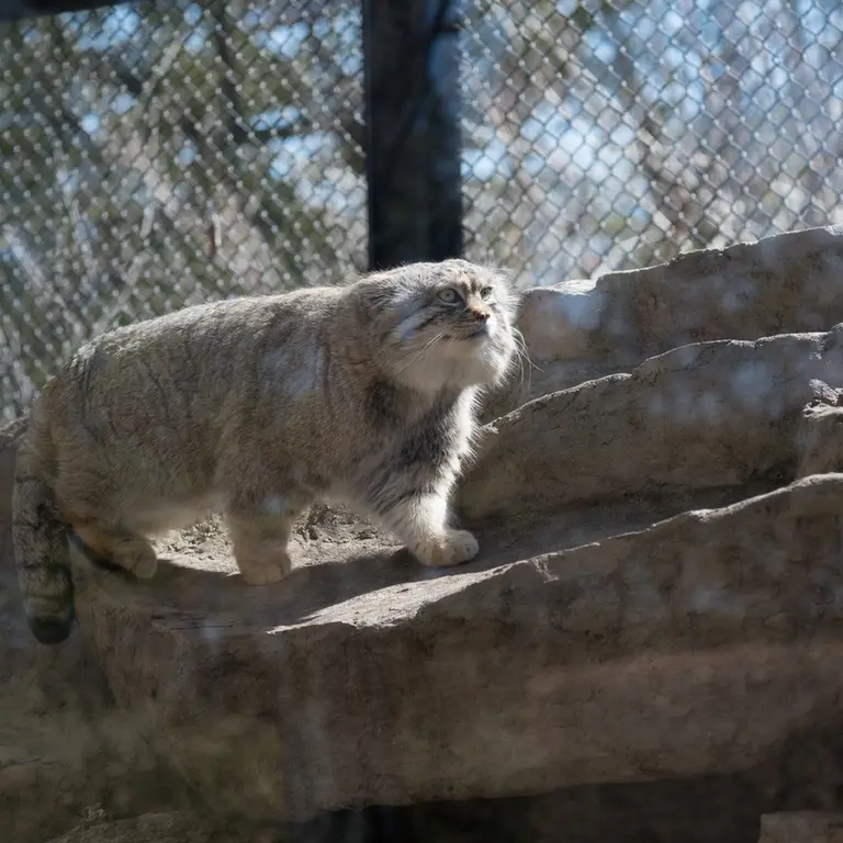 A photograph of Lotos in Saitama Children's Zoo