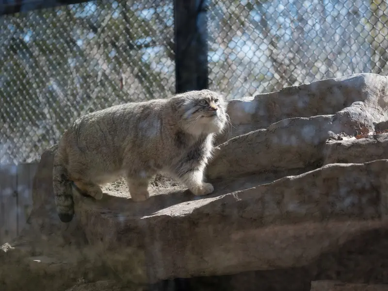 A photograph of Lotos in Saitama Children's Zoo