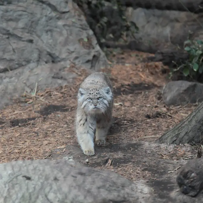 A photograph of Batu in Prospect Park Zoo
