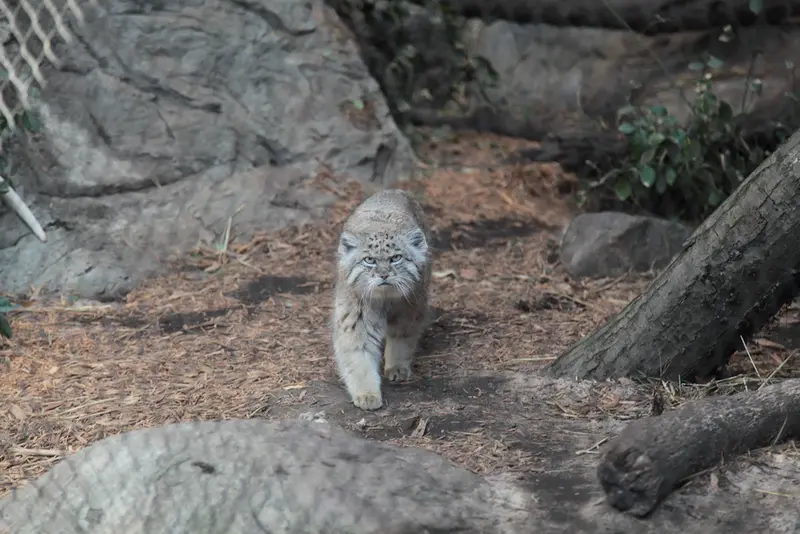 A photograph of Batu in Prospect Park Zoo