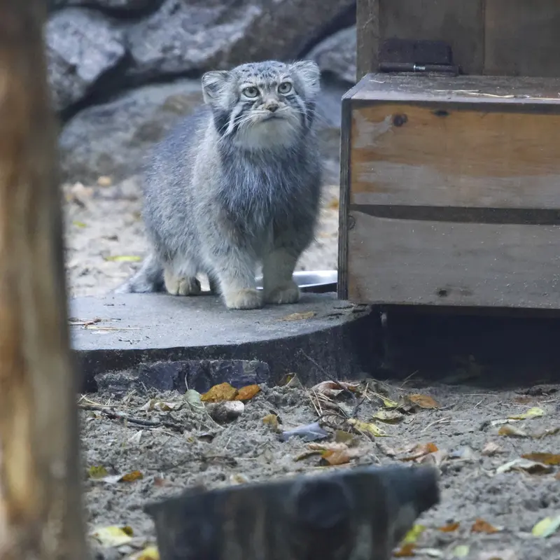 A photograph of Eve in Novosibirsk Zoo