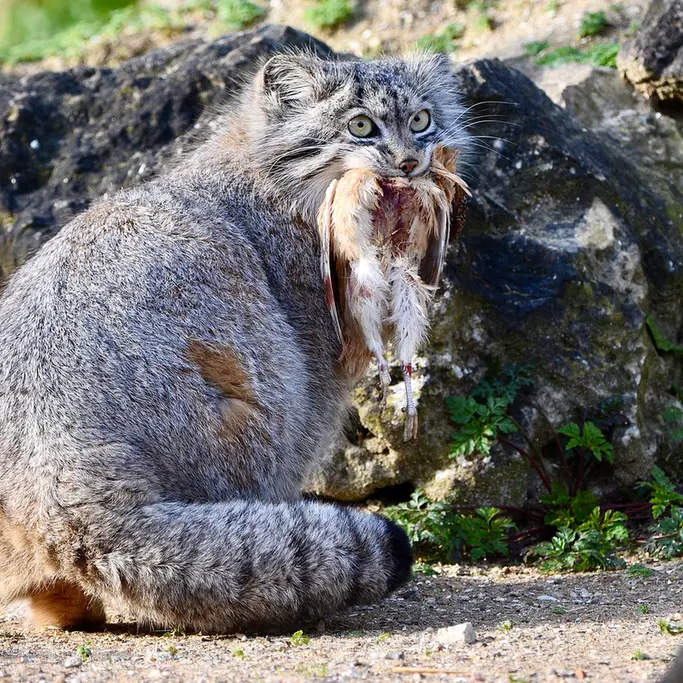 A photograph of Namuu in Port Lympne Wild Animal Park