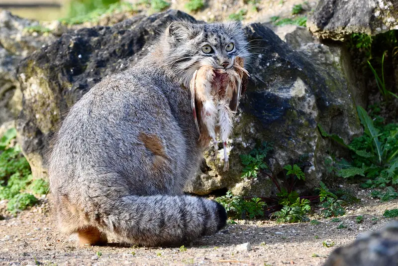 A photograph of Namuu in Port Lympne Wild Animal Park