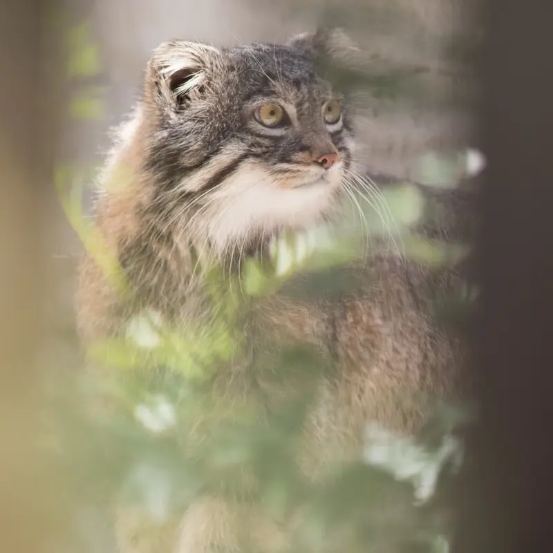 A photograph of Figa in Nogeyama Zoo