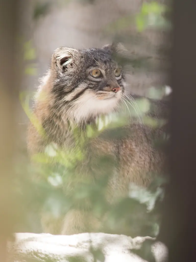 A photograph of Figa in Nogeyama Zoo