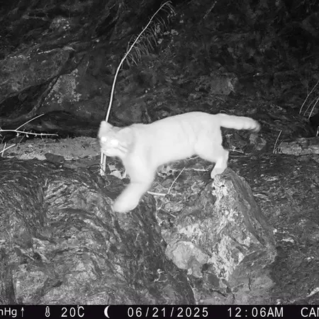 A photograph of Otocolobus manul manul from Zhundy 1 camera trap