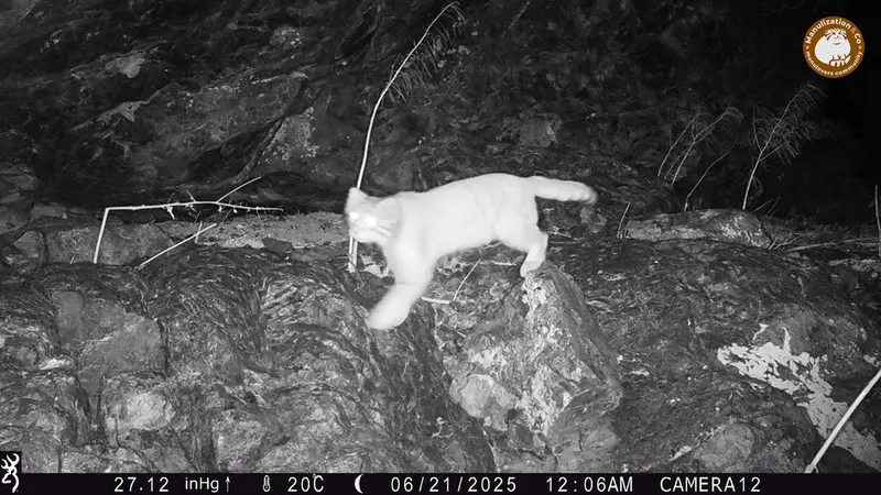 A photograph of Otocolobus manul manul from Zhundy 1 camera trap