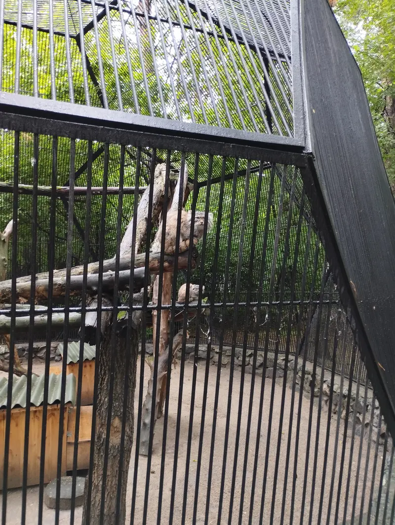 A photograph of a Pallas's cat in Novosibirsk Zoo
