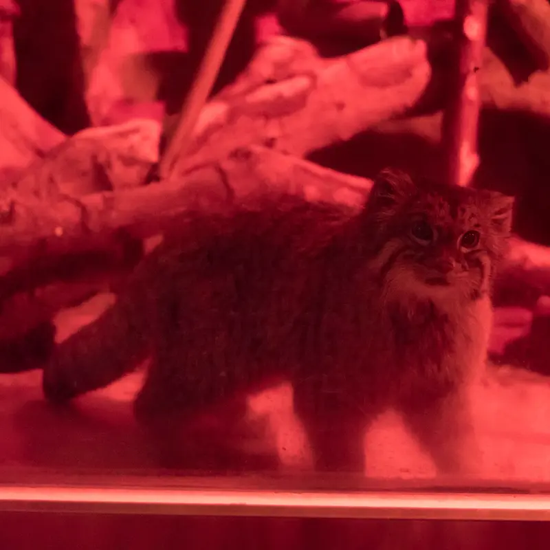 A photograph of Naim in Ueno Zoological Gardens