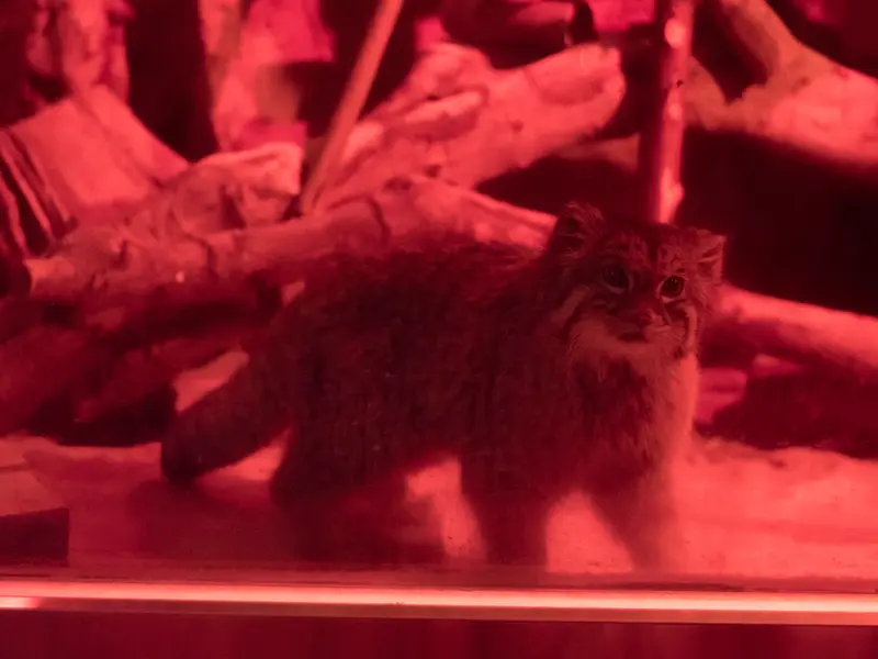 A photograph of Naim in Ueno Zoological Gardens