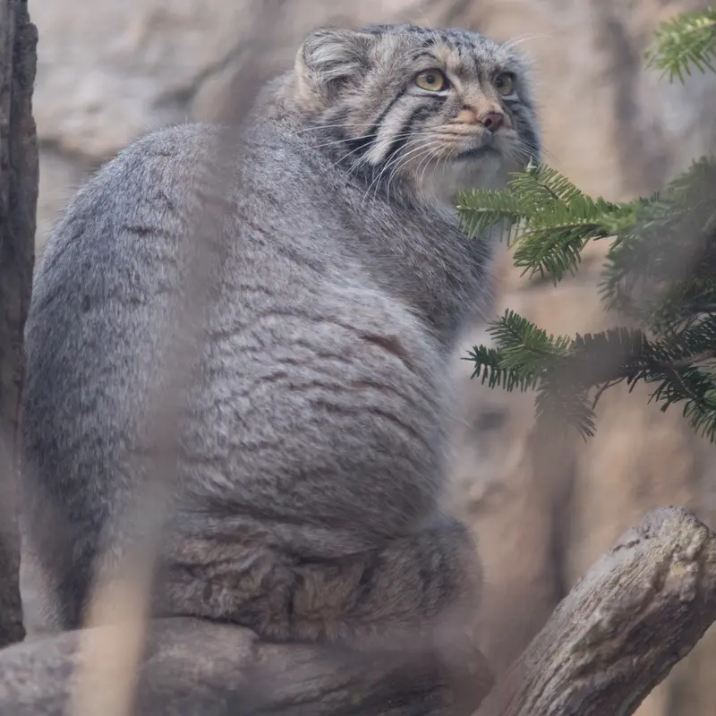 A photograph of Nagomu in Nasu Animal Kingdom