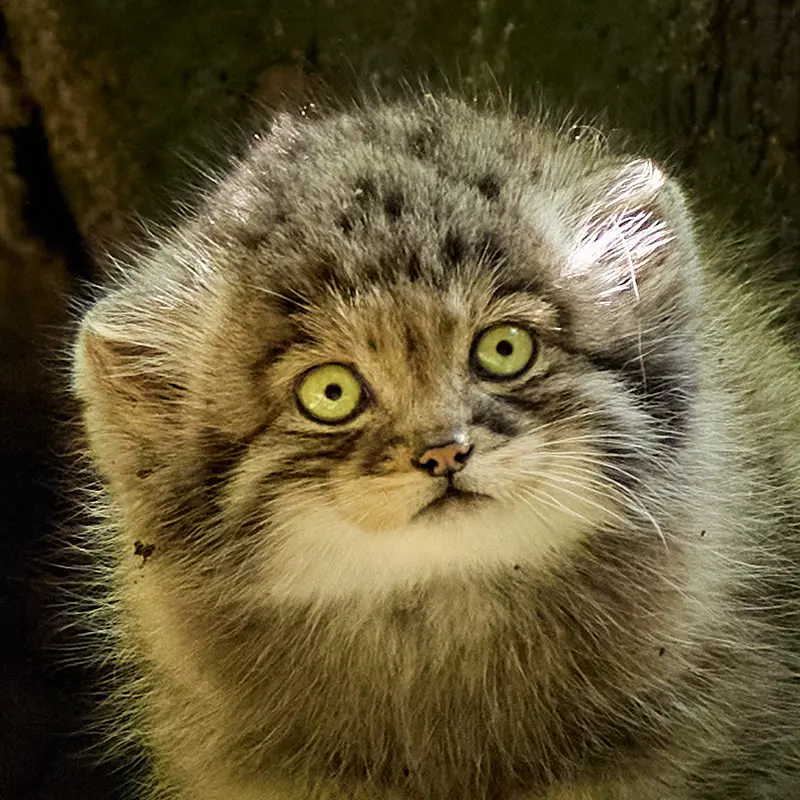 Tuya the Pallas's cat from Chemnitz Zoo