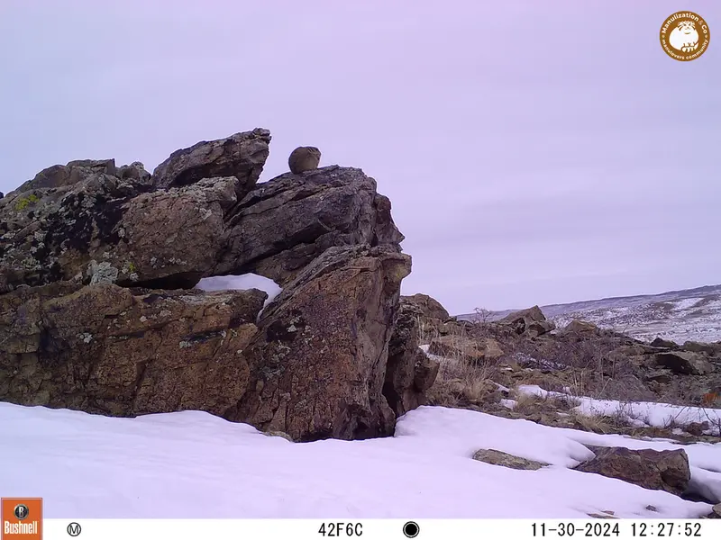 A photograph of Pika from Karashoky camera trap