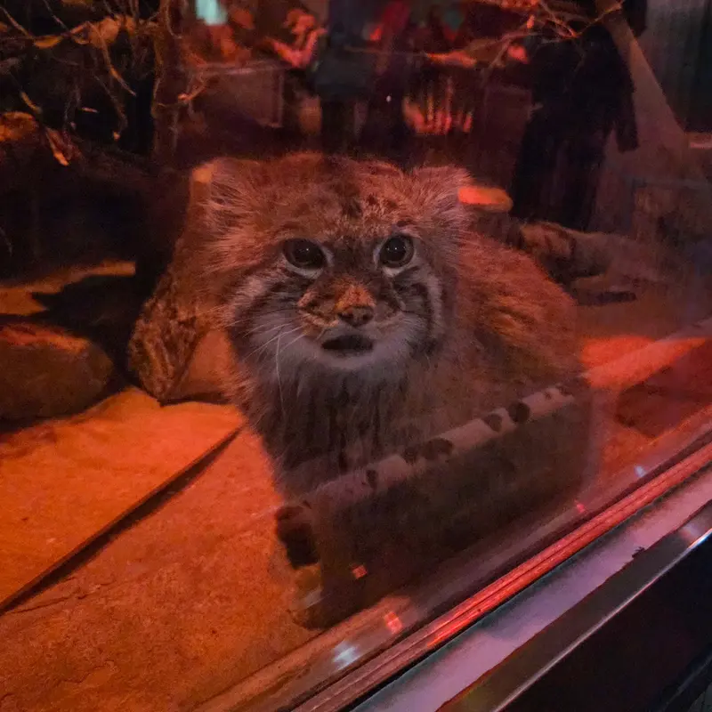 A photograph of Naim in Ueno Zoological Gardens