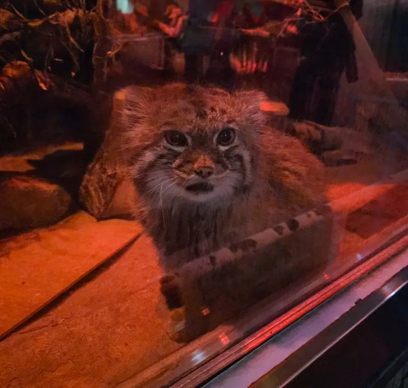 A photograph of Naim in Ueno Zoological Gardens