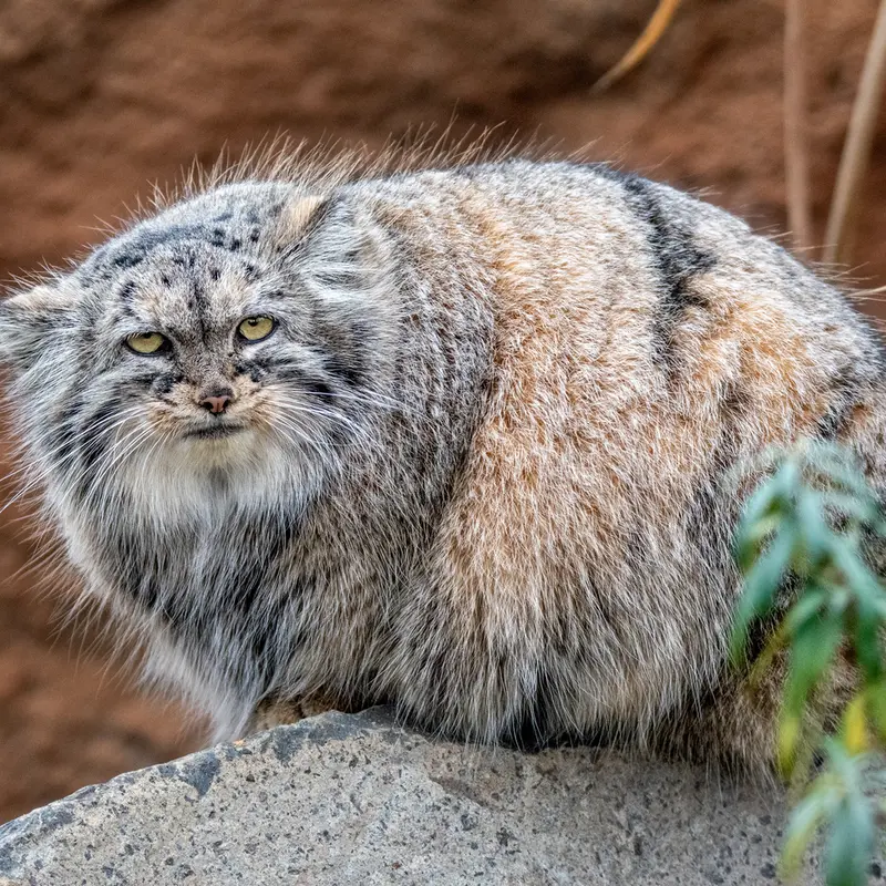 A photograph of Prinsessa in Prague Zoo