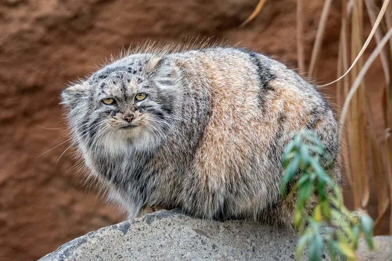 A photograph of Prinsessa in Prague Zoo