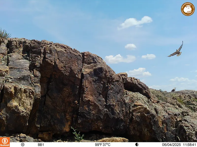A photograph of Long-legged buzzard from Aktas-Kunkora [new] camera trap