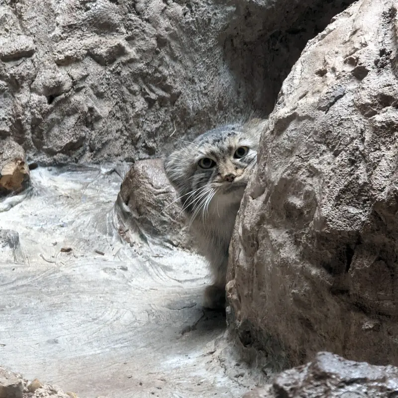 A photograph of Mischa in Birmingham Zoo
