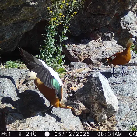 A photograph of Ruddy shelduck from Zhundy 1 camera trap
