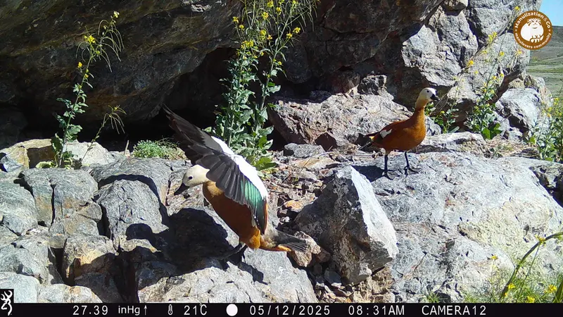 A photograph of Ruddy shelduck from Zhundy 1 camera trap