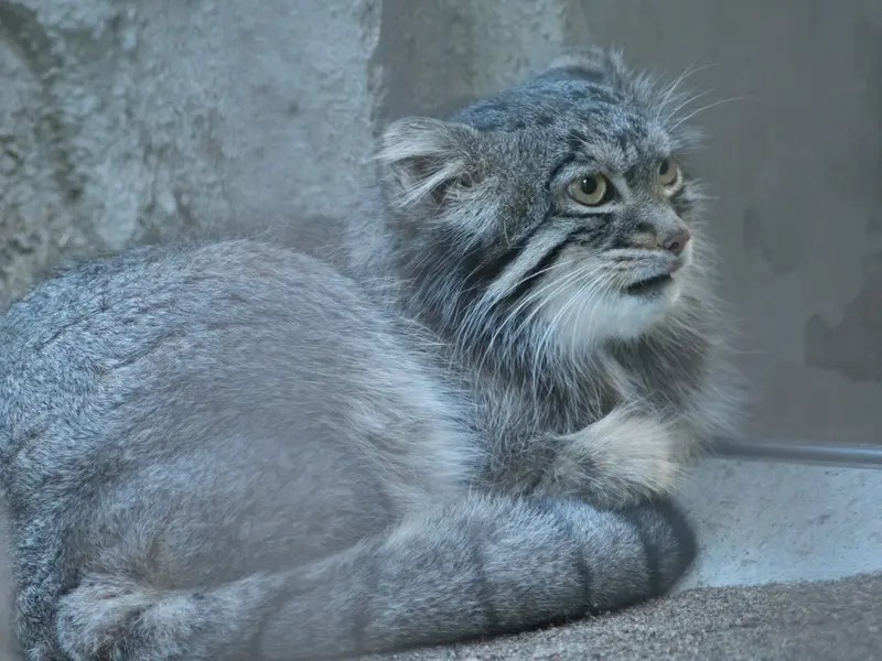 A photograph of Figa in Nogeyama Zoo