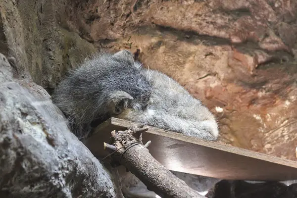 A photograph of Yus in Ueno Zoological Gardens