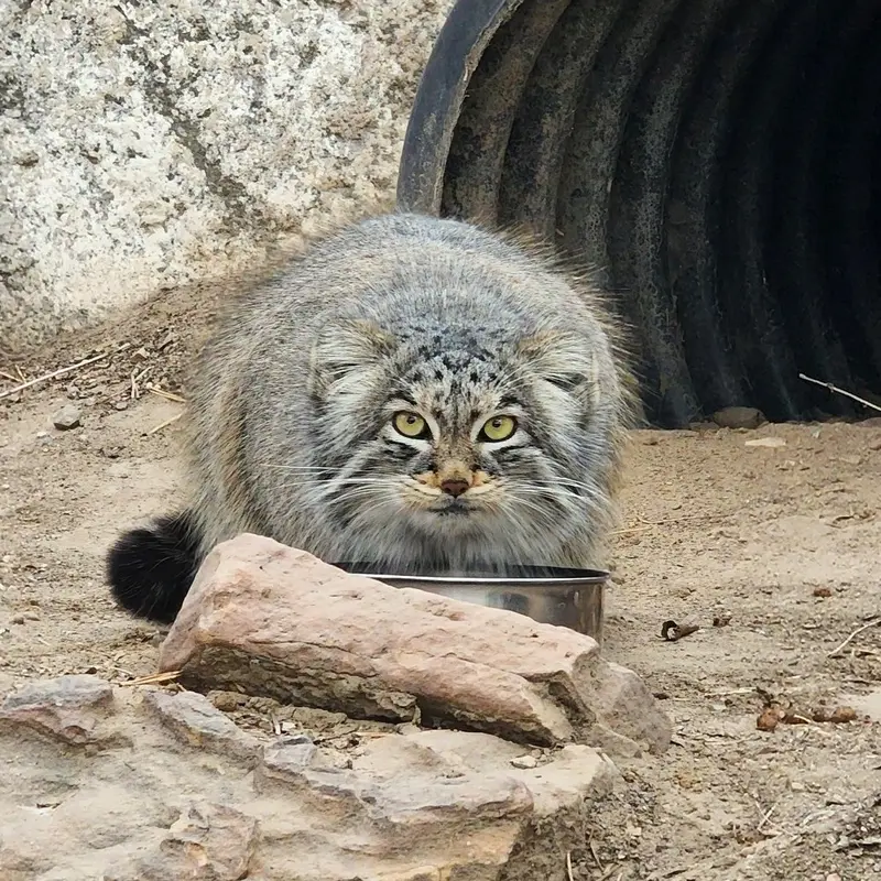 A photograph of Olive in Pueblo Zoo