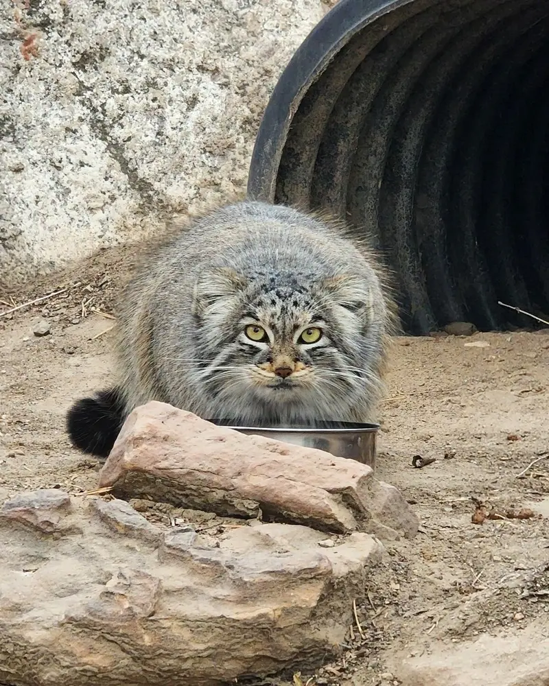 A photograph of Olive in Pueblo Zoo