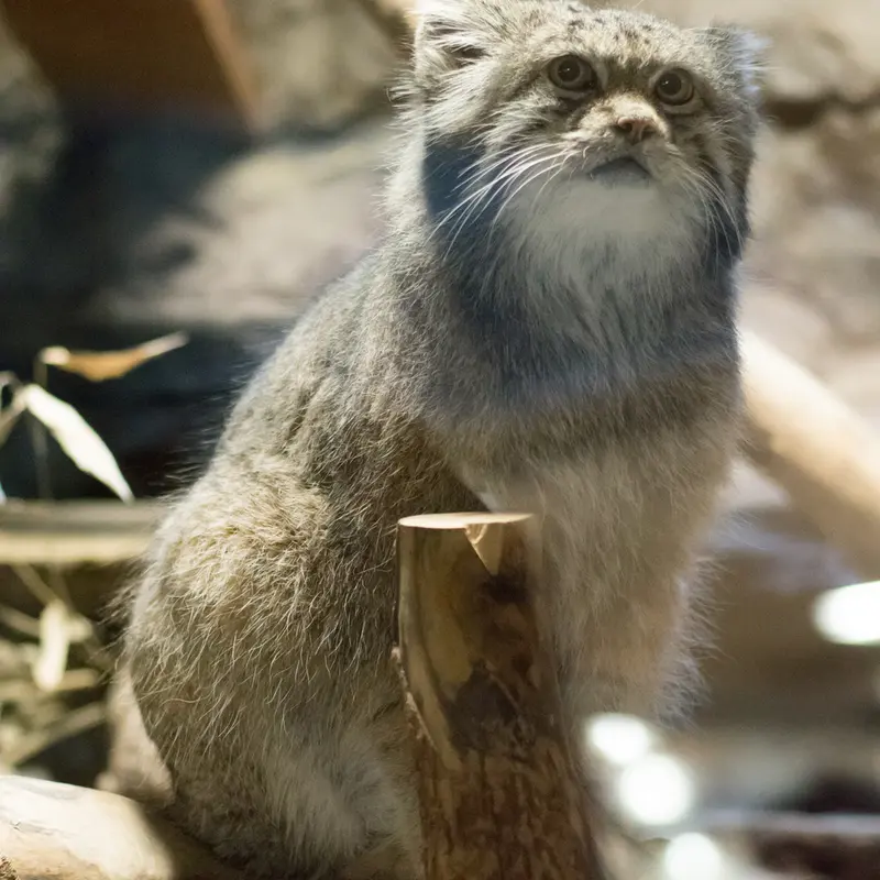 A photograph of Klyon in Ueno Zoological Gardens