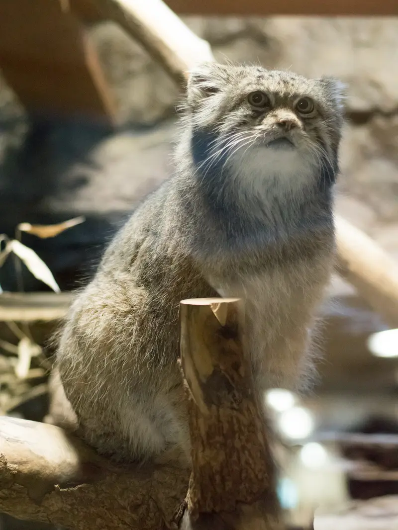 A photograph of Klyon in Ueno Zoological Gardens