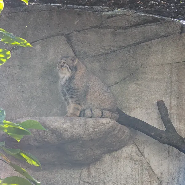 A photograph of Meera in Columbus Zoo and Aquarium