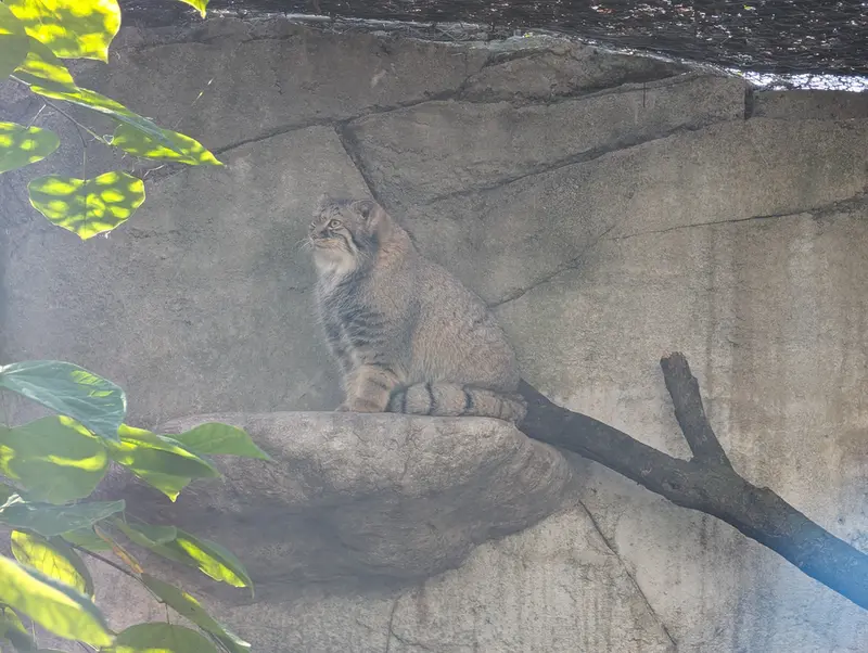 A photograph of Meera in Columbus Zoo and Aquarium