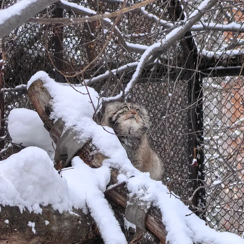 A photograph of Achi in Novosibirsk Zoo
